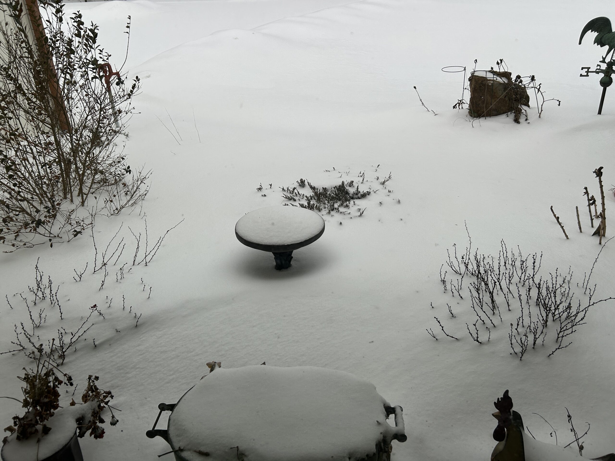 Leafless bush twigs poking up through a blanket of snow.