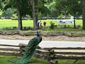 Peacock at Gaston's